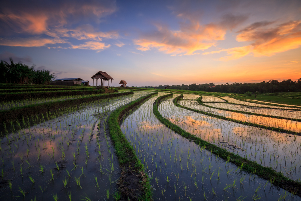 6. Canggu