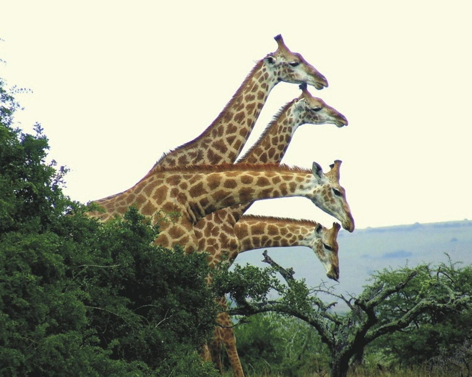 Het beste van Zuid-Afrika