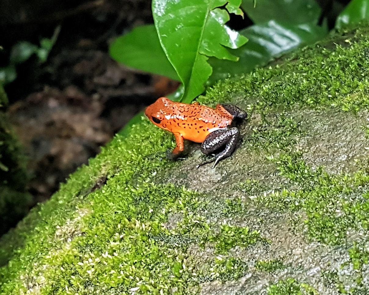 Het beste van Costa Rica