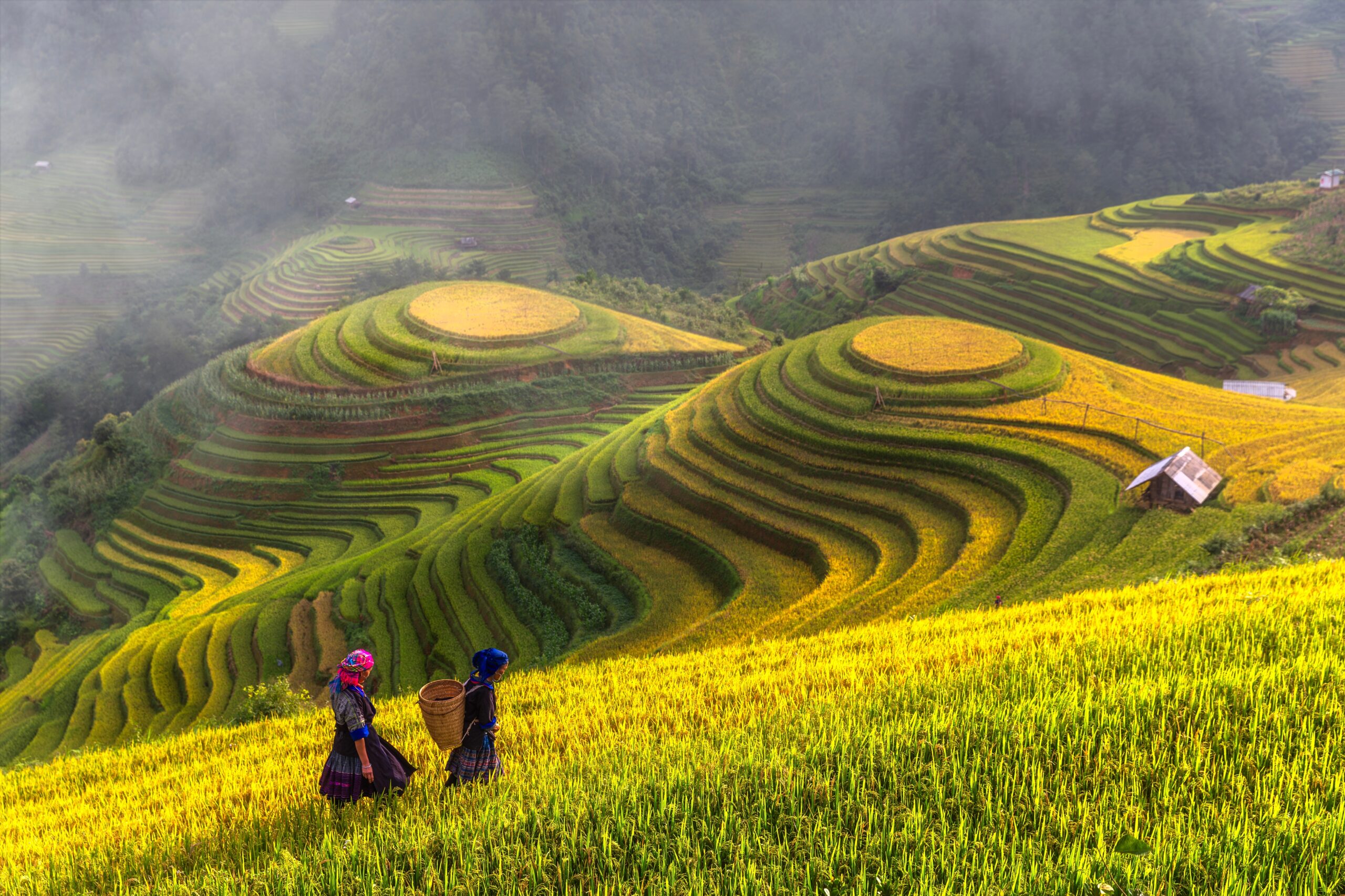 Sapa