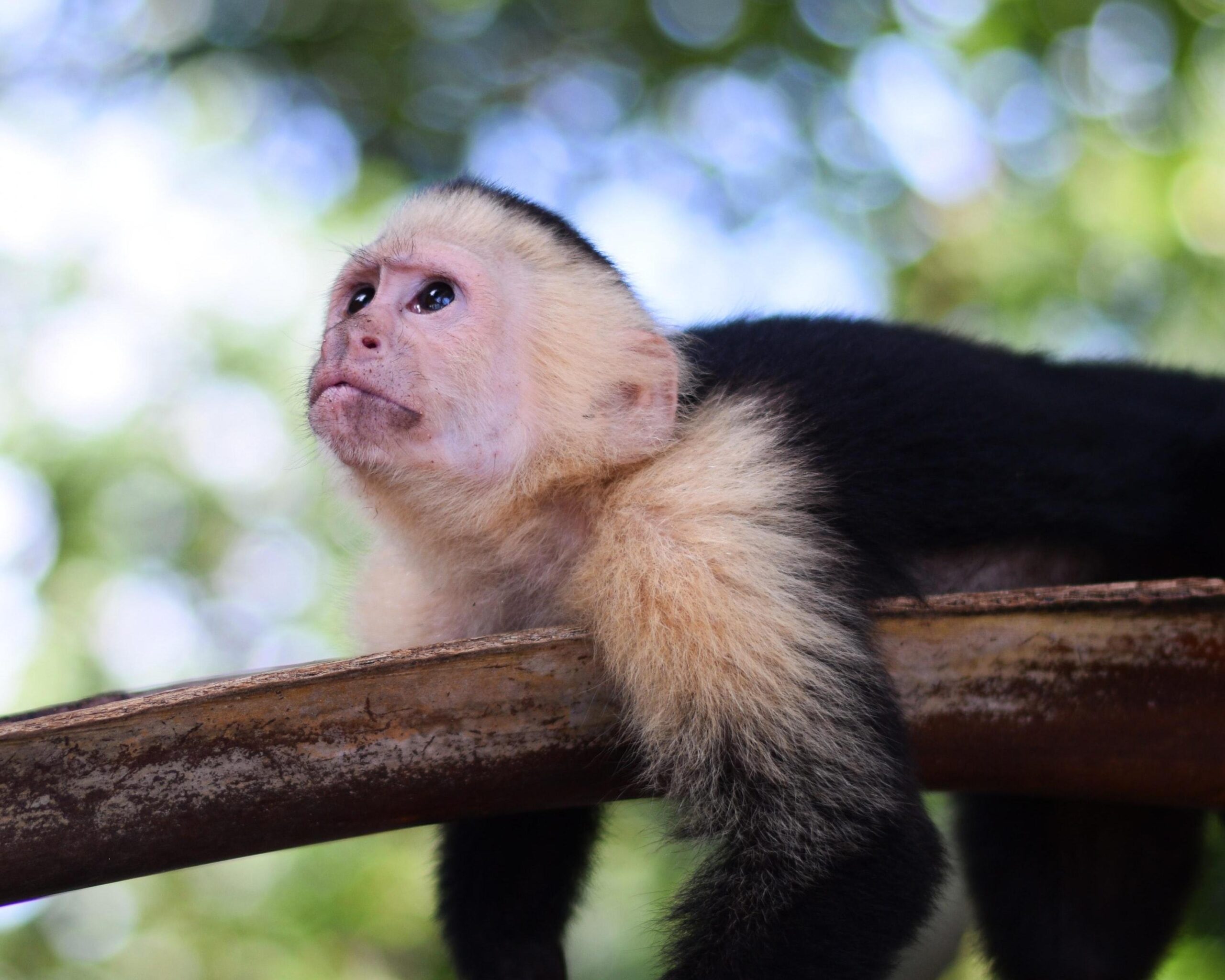 Maak kennis met Costa Rica