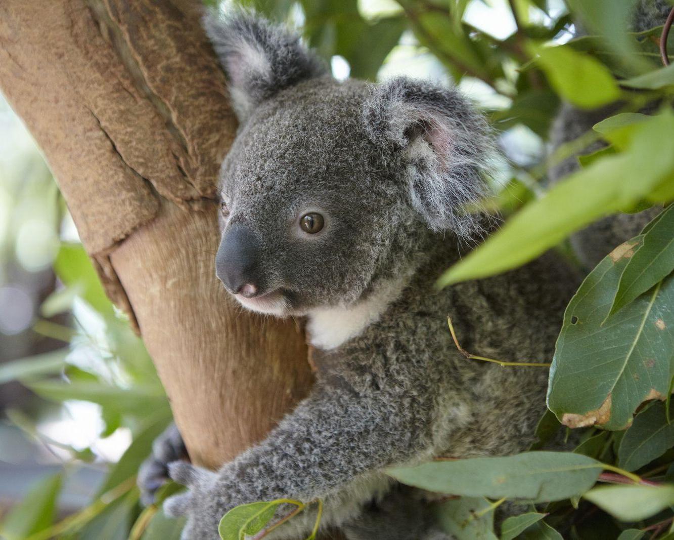 Ontdek de Oostkust van Australië vanuit Cairns