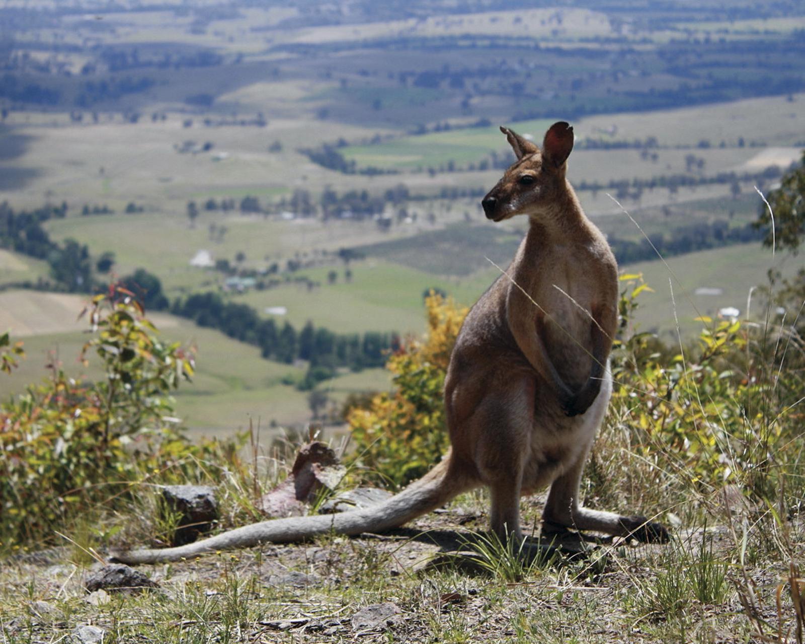 Het beste van Oost-Australië